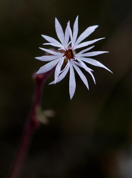 Lithophragma glabra, Prairie Star.jpg